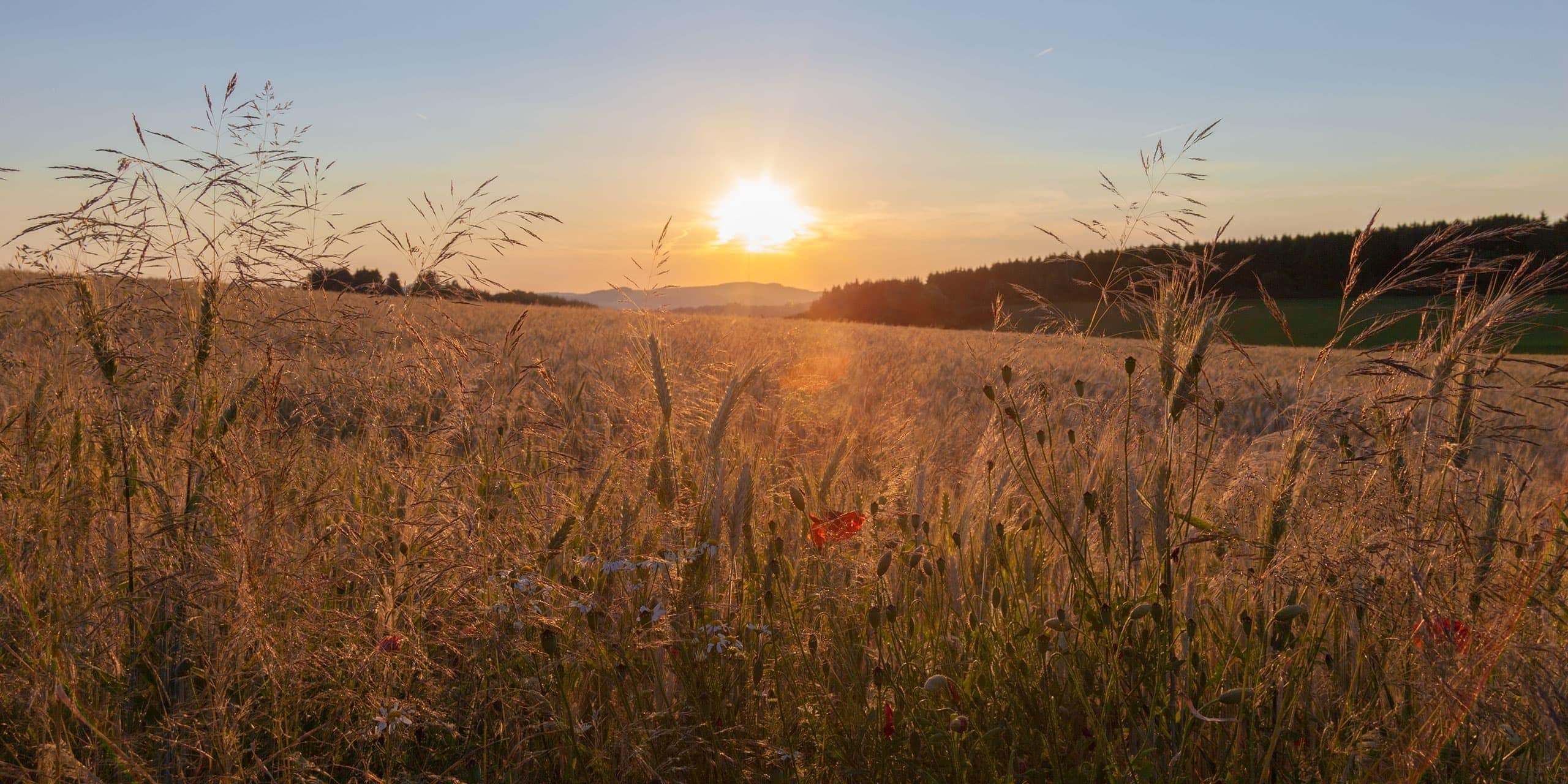 Sommer in der Vulkaneifel