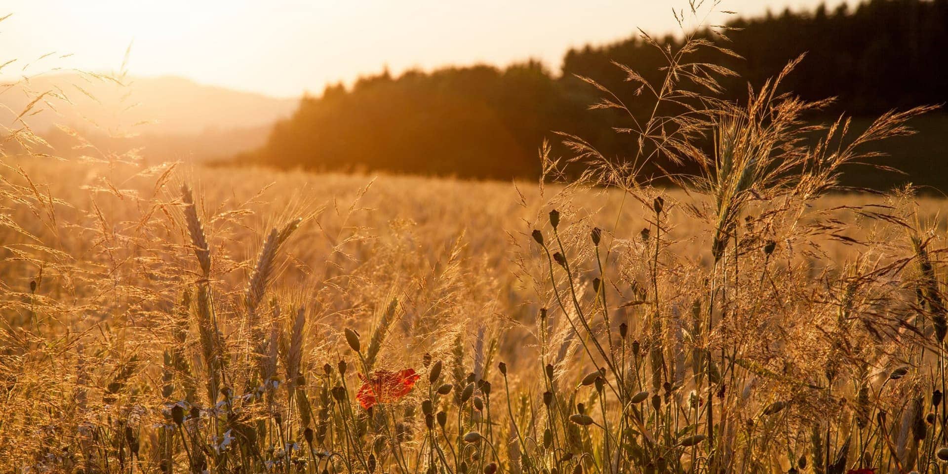 Sommer in der Vulkaneifel