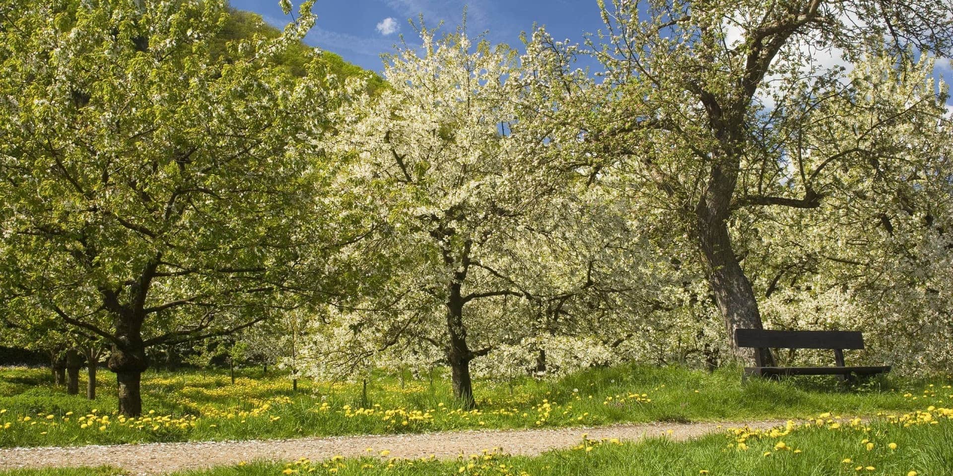 Maibäume in der Eifel